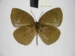 Stempfferia cinerea