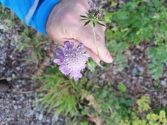Scabiosa columbaria banatica