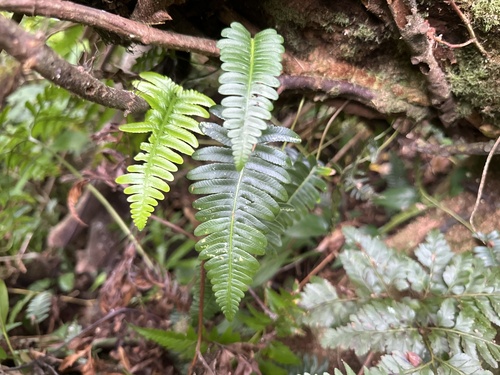 Davallia pectinata observed 2025-05-06