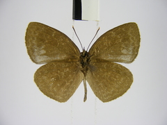 Stempfferia cinerea