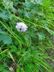 Scabiosa columbaria banatica