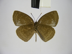 Stempfferia cinerea