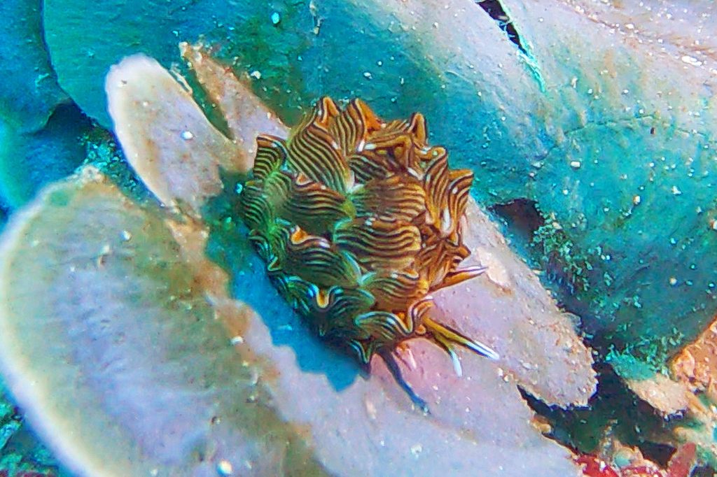 Tiger Butterfly Sea Slug