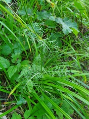 Scabiosa columbaria banatica