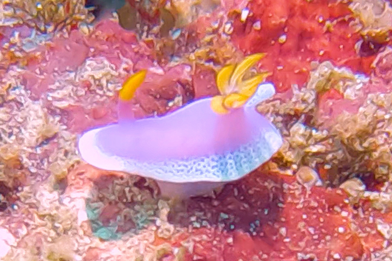 Cinderella Sea Slug