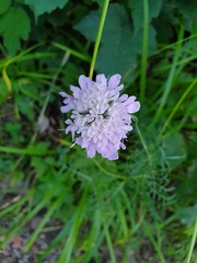 Scabiosa columbaria banatica