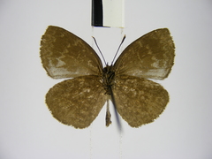 Stempfferia cinerea