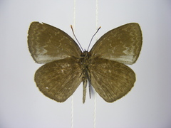 Stempfferia cinerea