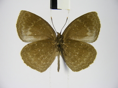 Stempfferia cinerea