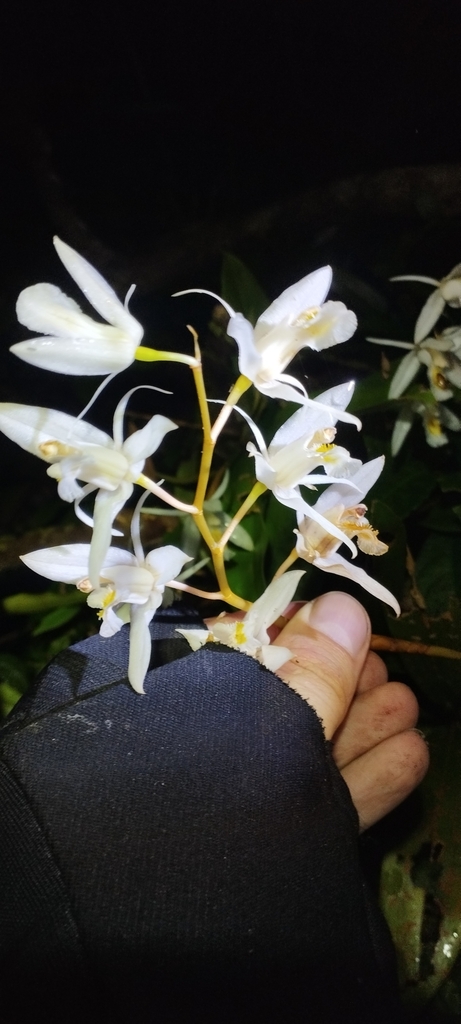 Coelogyne sanderae Krzl. ex O'Brien