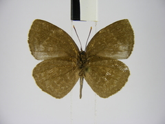 Stempfferia cinerea