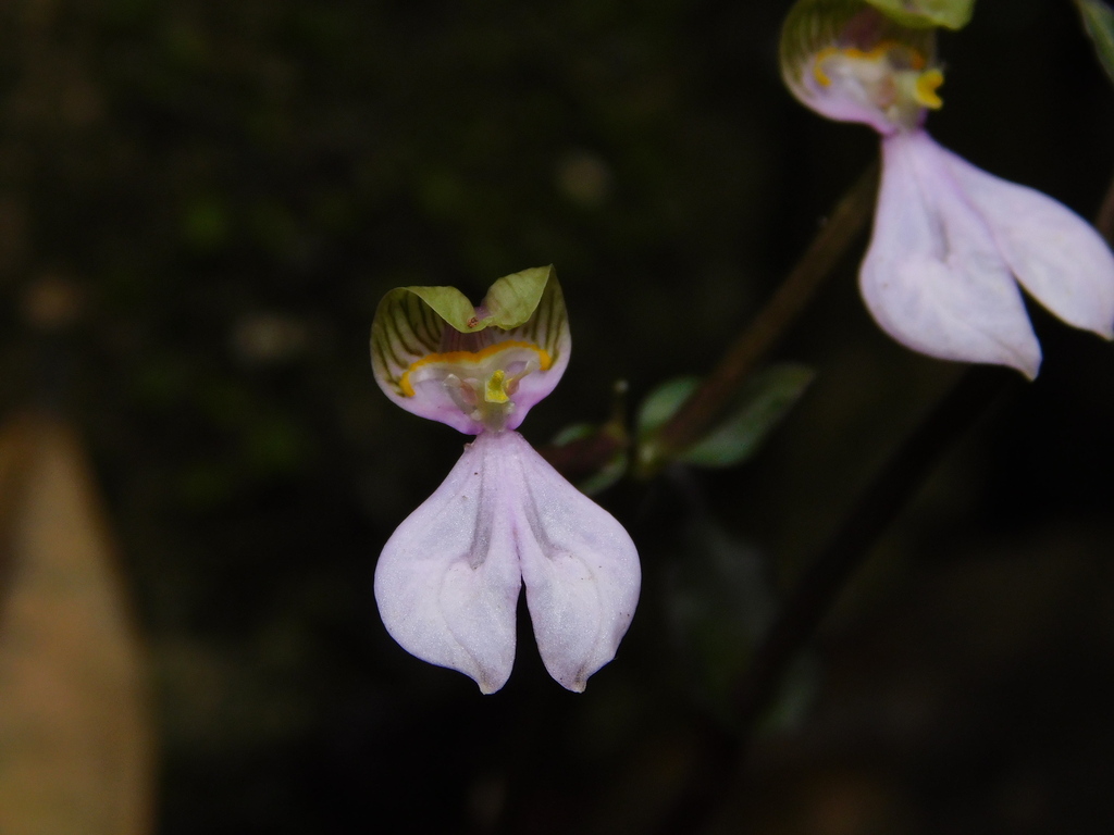 Disperis neilgherrensis