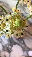 Ornithogalum arabicum