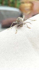 Xylotrechus sagittatus