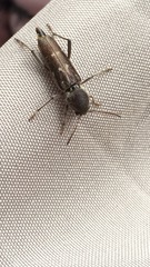 Xylotrechus sagittatus