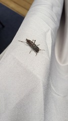 Xylotrechus sagittatus