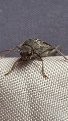 Xylotrechus sagittatus