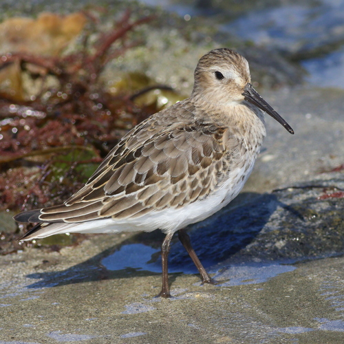 Correlimos común (Calidris alpina)