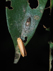 Notata parva
