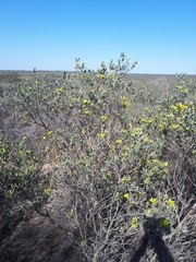 Xiphotheca canescens