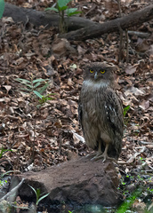 Ketupa zeylonensis