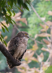 Ketupa zeylonensis