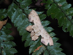 Dysaethria flavistriga