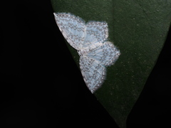 Leucodrepana serratilinea