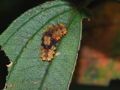 Eterusia aedea formosana