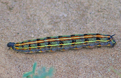Hyles livornicoides