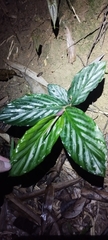 Zingiber collinsii