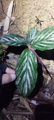 Zingiber collinsii, photograph 1