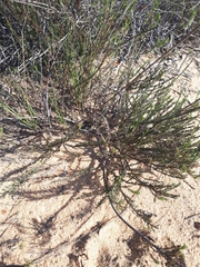 Phylica agathosmoides