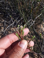 Phylica agathosmoides