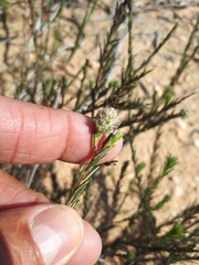 Phylica agathosmoides