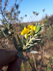 Xiphotheca canescens