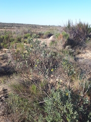 Xiphotheca canescens