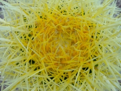 Kroenleinia grusonii