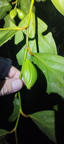 Gonocaryum observed 2025-05-04