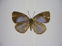 Stempfferia zelza
