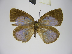Stempfferia zelza