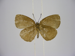 Stempfferia zelza