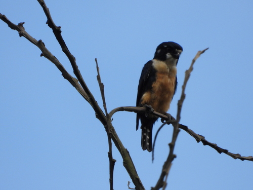 Microhierax fringillarius