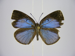 Stempfferia zelza
