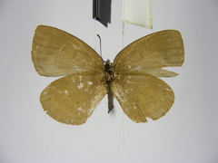Stempfferia zelza