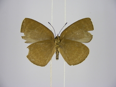 Stempfferia zelza