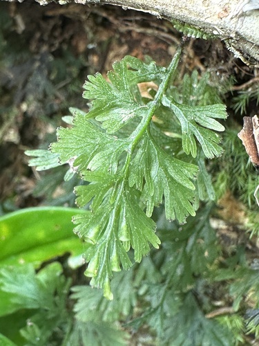Crepidomanes bilabiatum observed 2025-05-06
