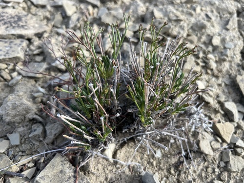 Ephedra Buckwheat (Eriogonum ephedroides)