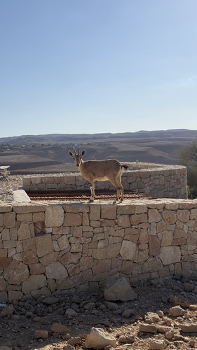 Nubian Ibex