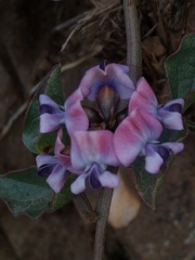 Dolichos decumbens
